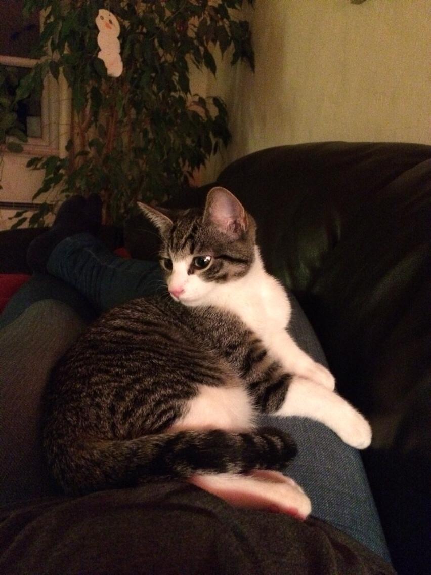 Huskat Villy billede 4