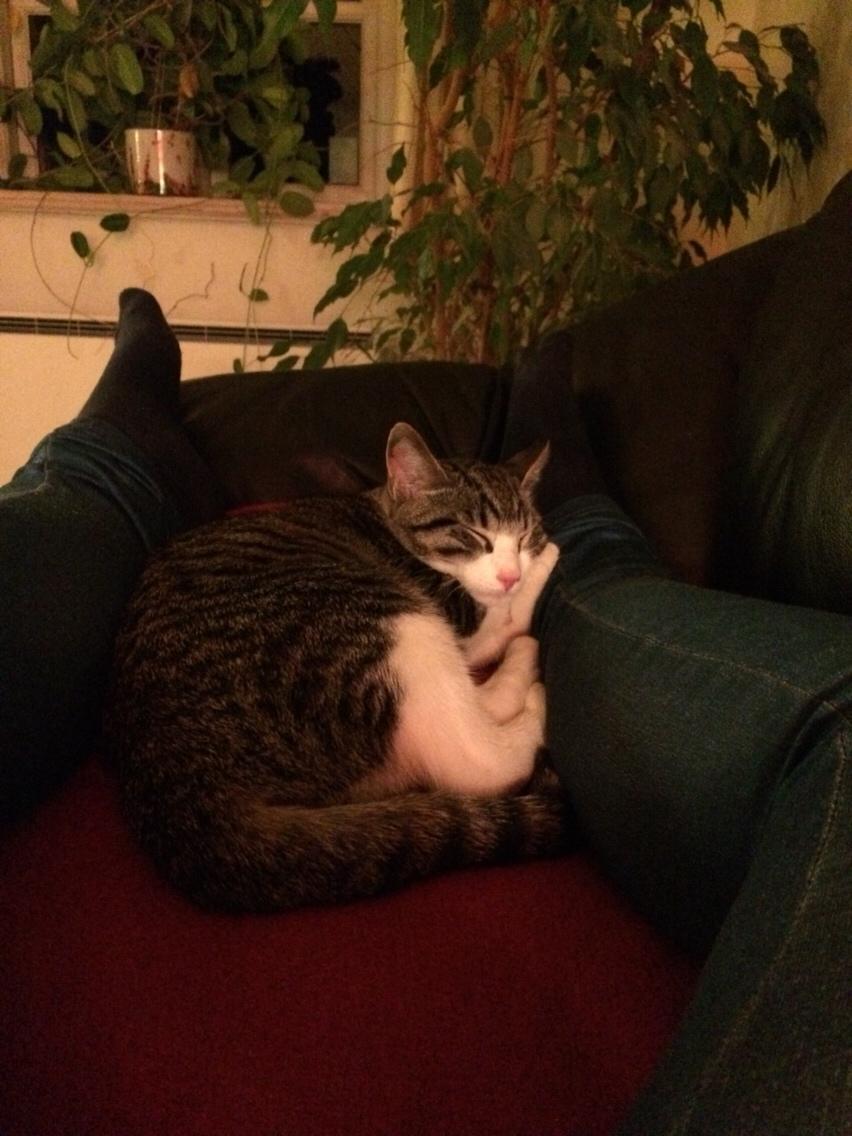 Huskat Villy billede 6