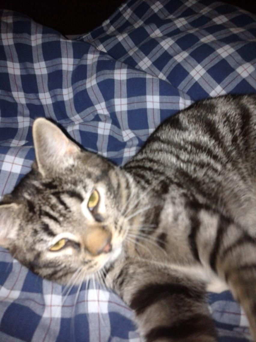 Huskat Bandit billede 1