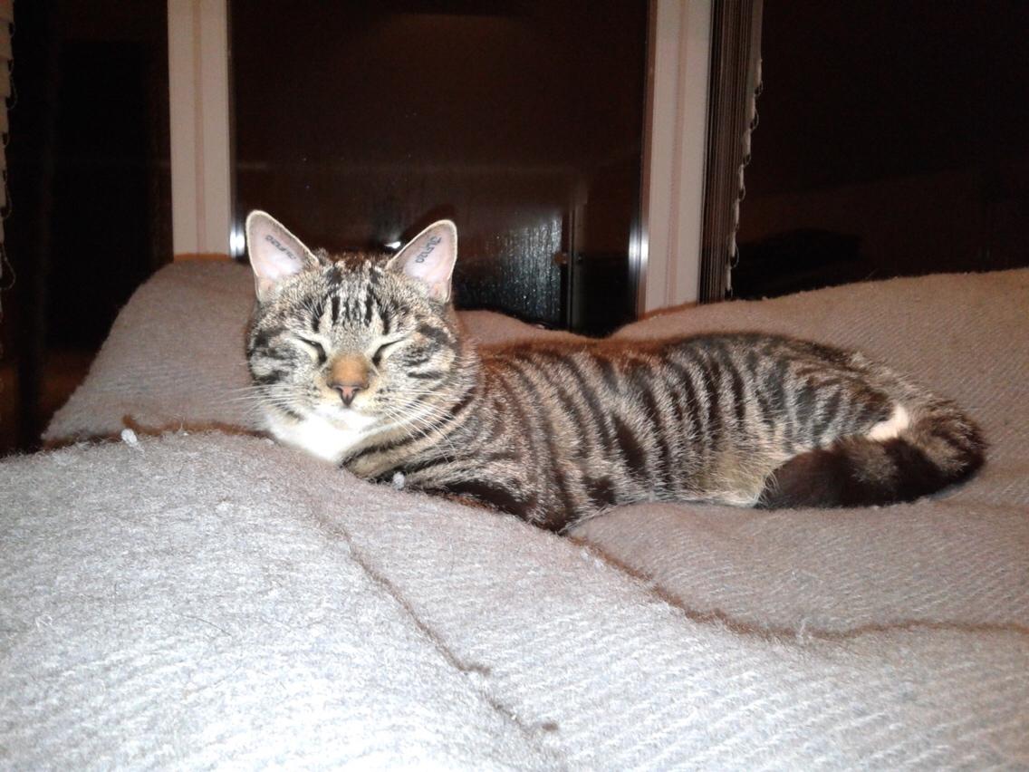 Huskat Bandit billede 2