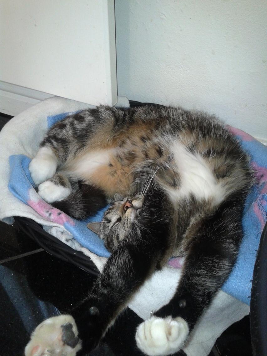 Huskat Bandit billede 3