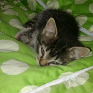 Huskat Bandit billede 4