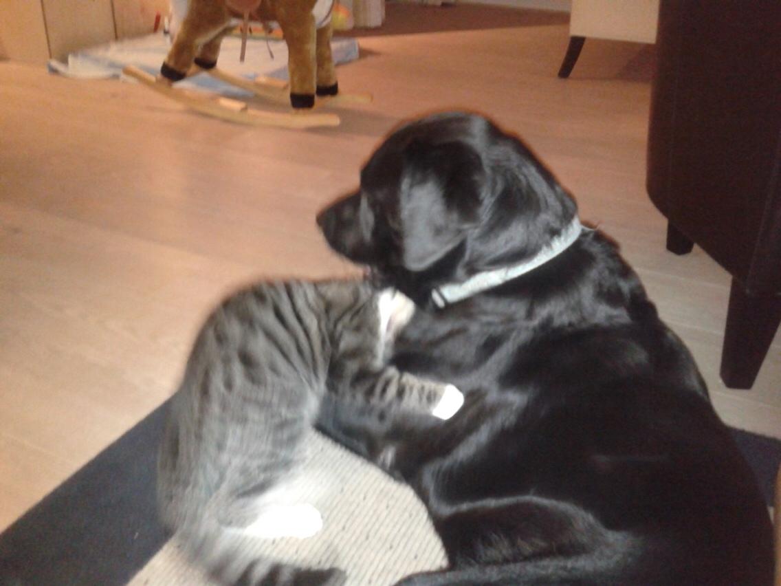 Huskat Bandit billede 6