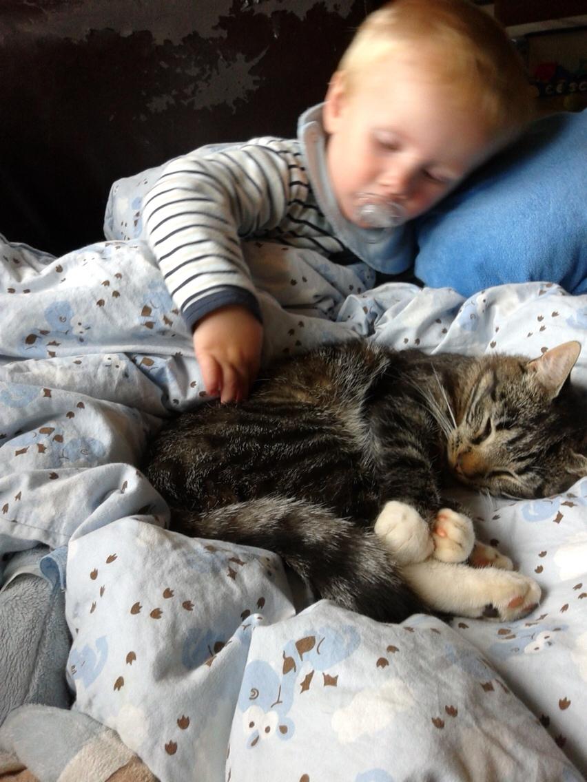 Huskat Bandit billede 5