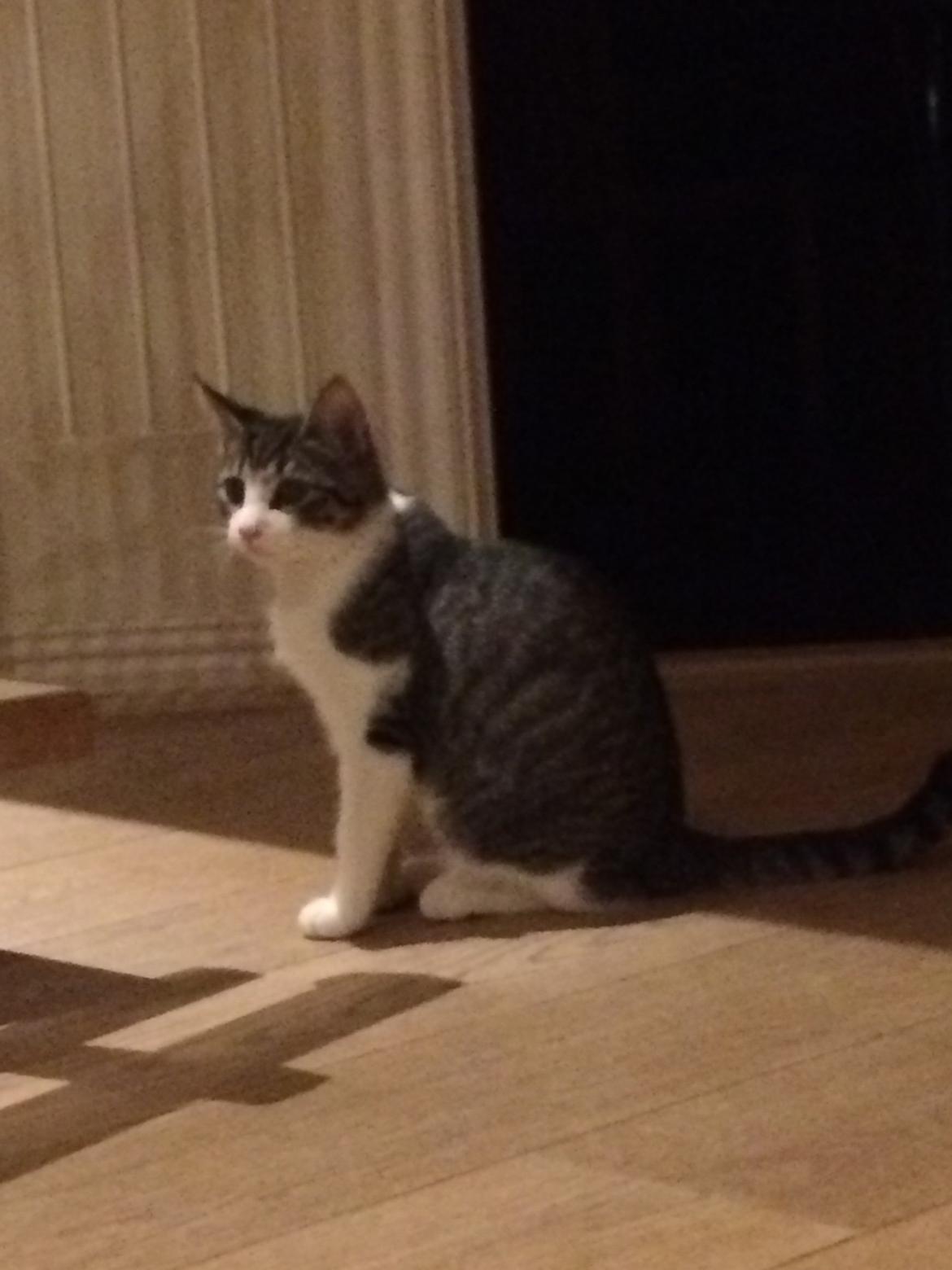 Huskat Villy billede 7