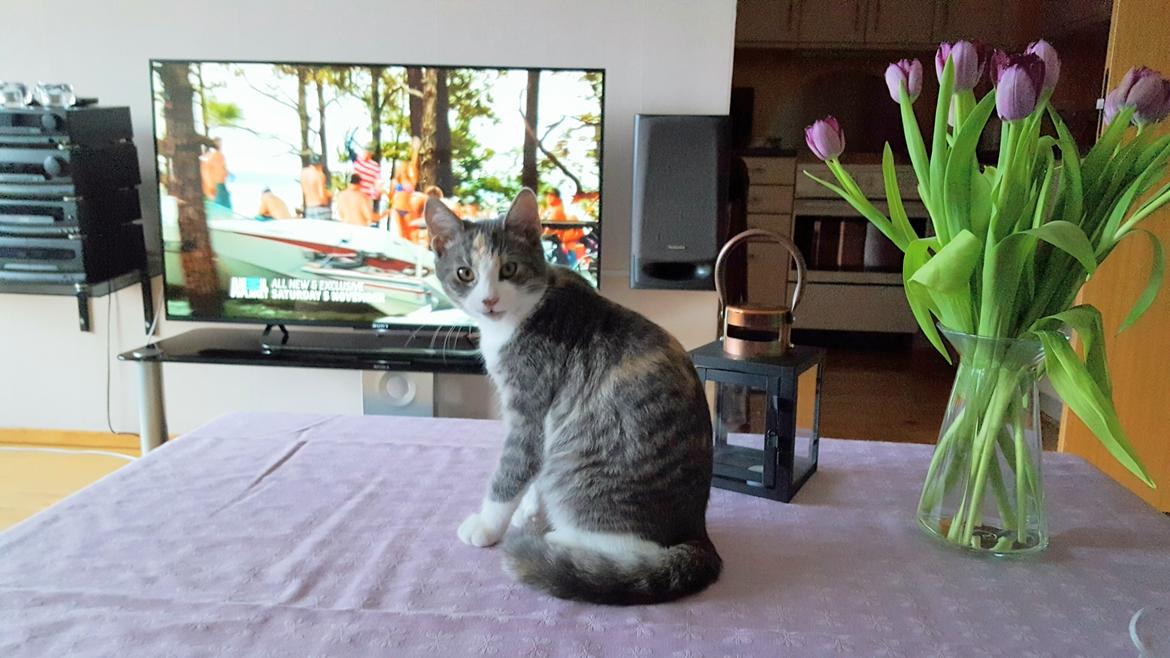 Huskat tilly billede 1