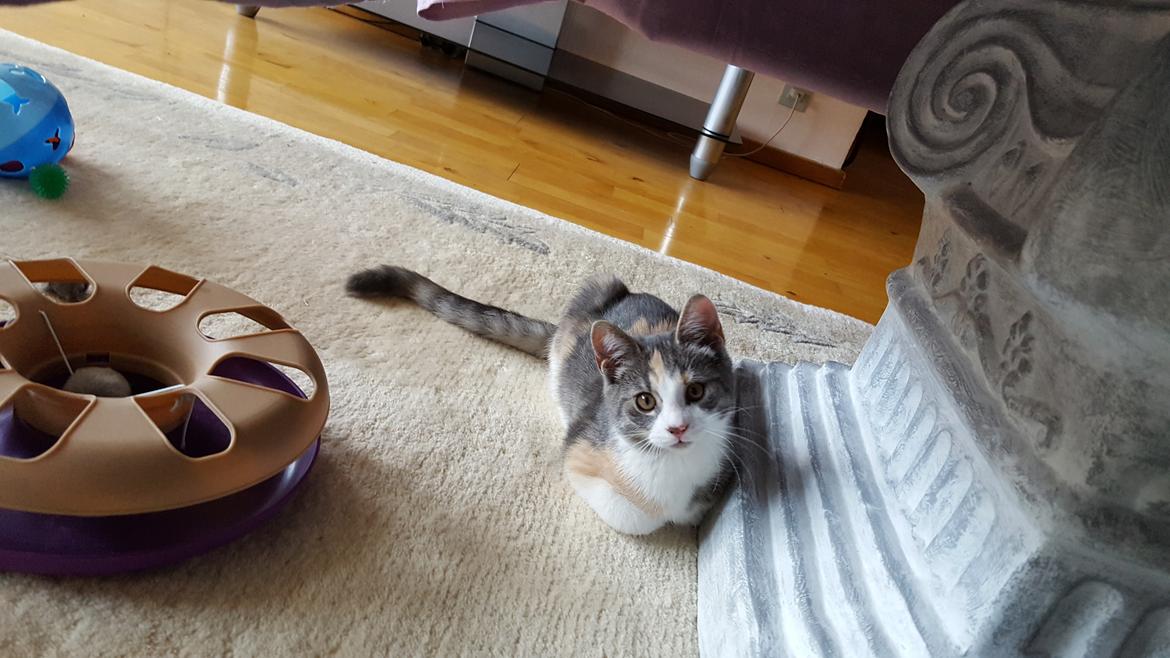 Huskat tilly billede 2