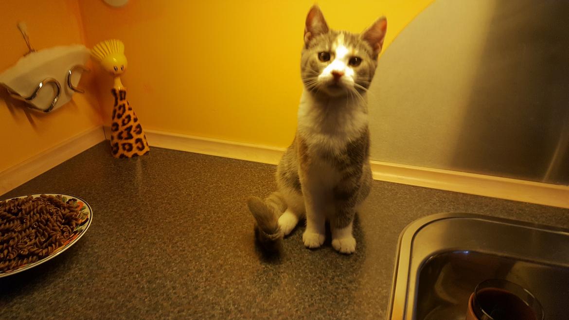 Huskat tilly billede 3