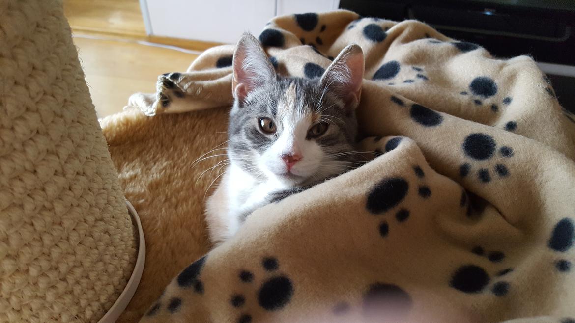 Huskat tilly billede 4