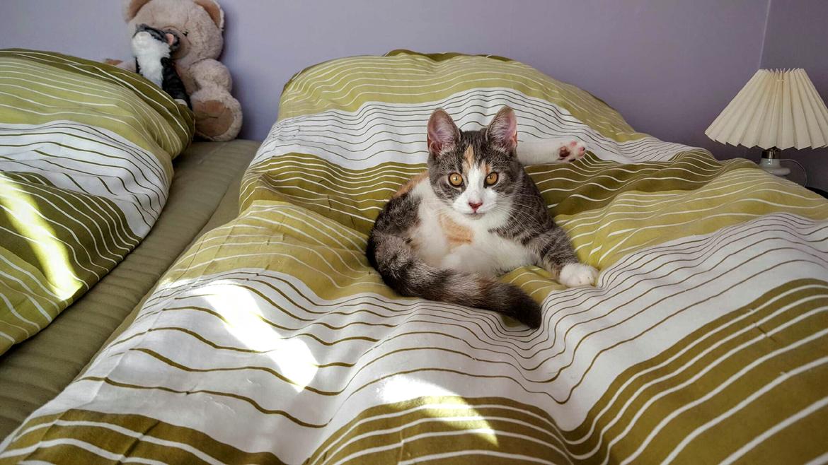 Huskat tilly billede 6