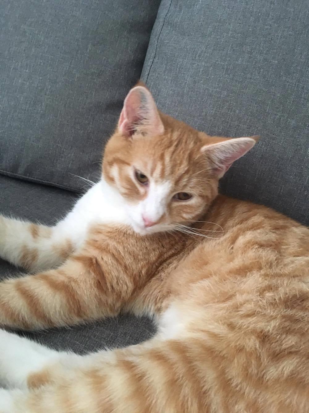 Blanding af racer Figaro billede 3