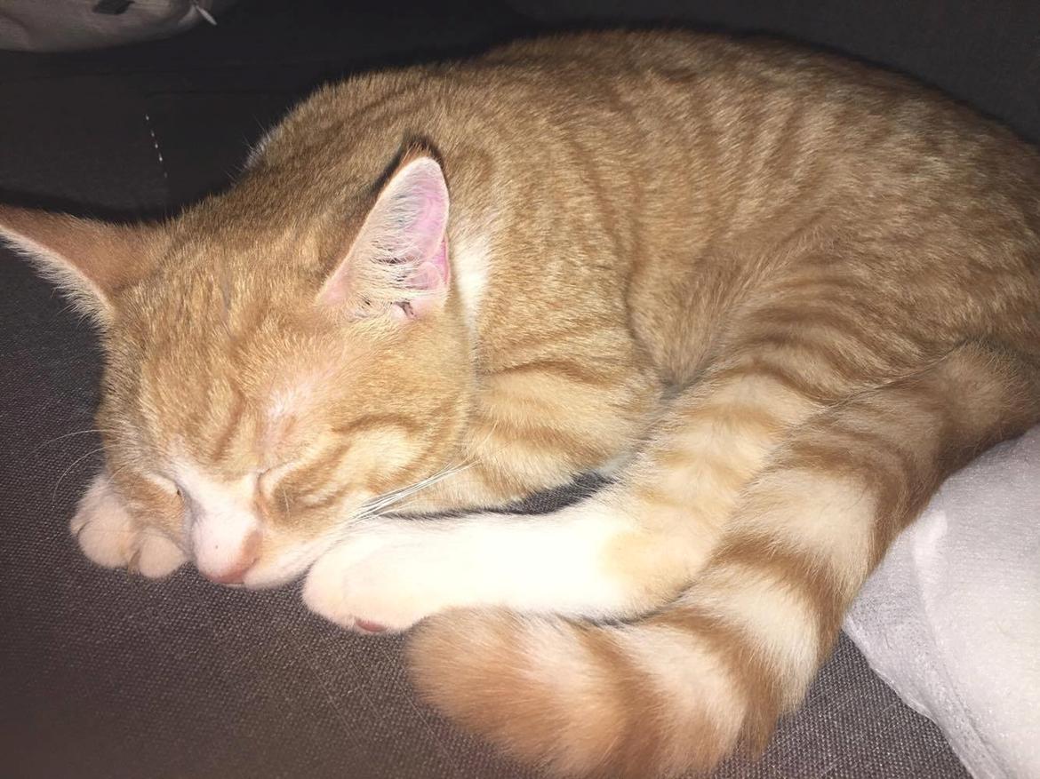 Blanding af racer Figaro billede 4