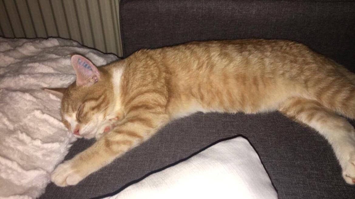 Blanding af racer Figaro billede 5