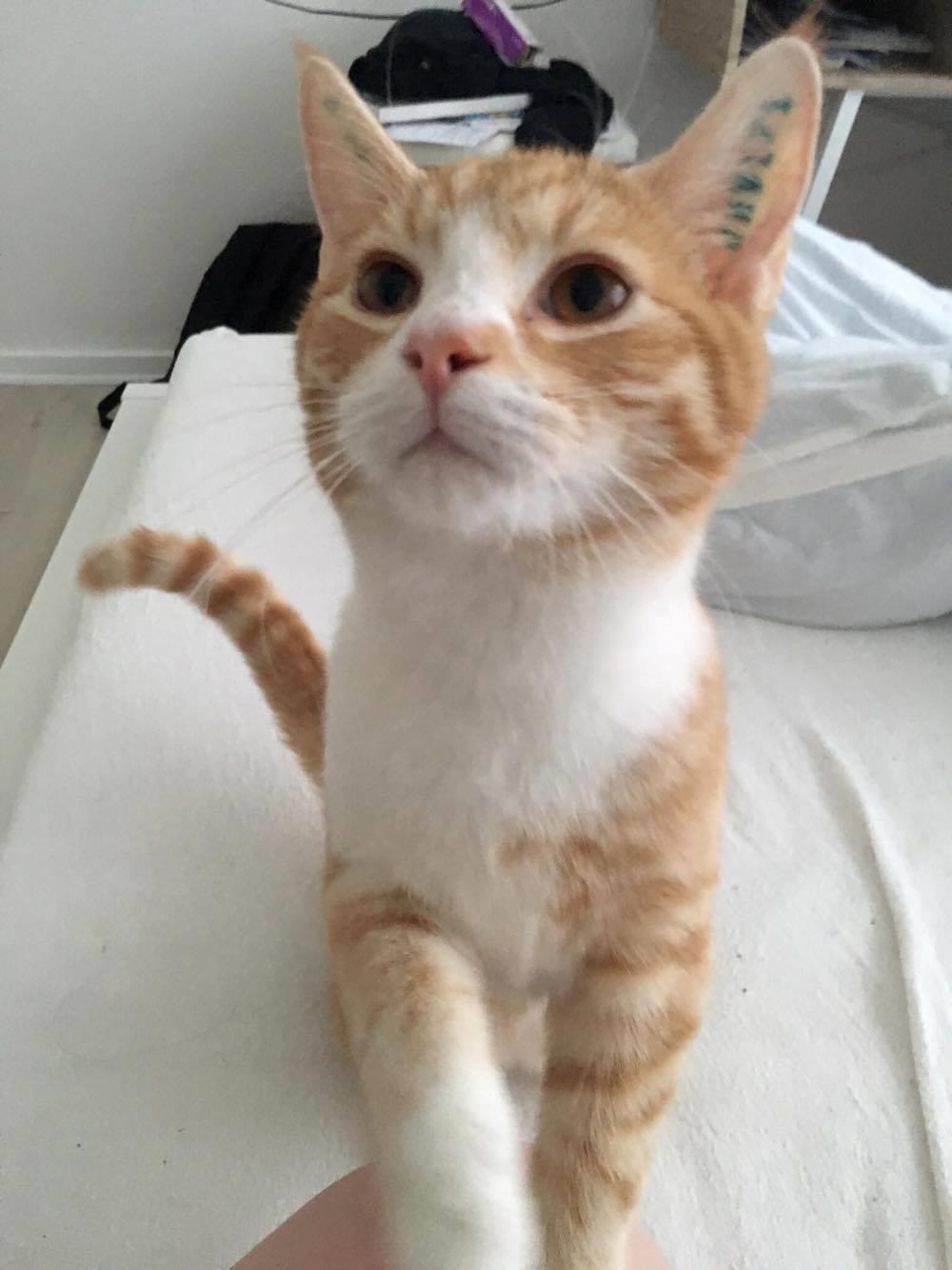 Blanding af racer Figaro billede 2