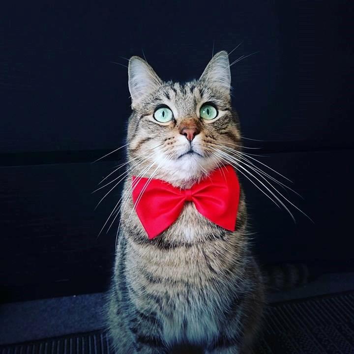 Huskat Ludvig the bulldog billede 3