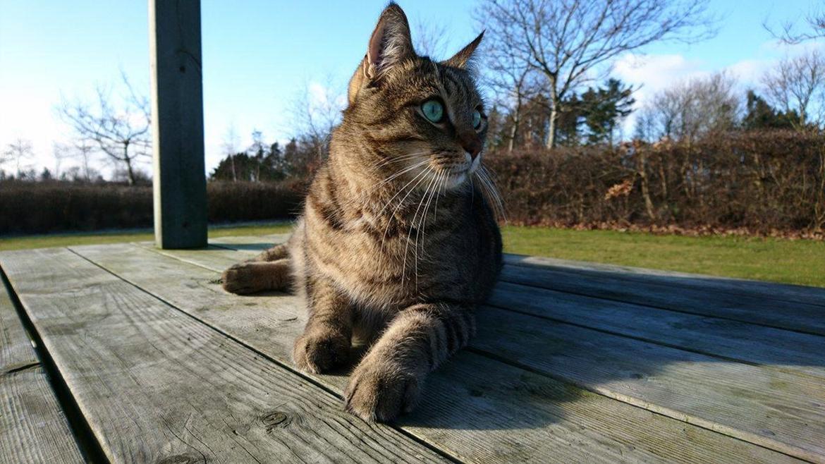 Huskat Ludvig the bulldog billede 13