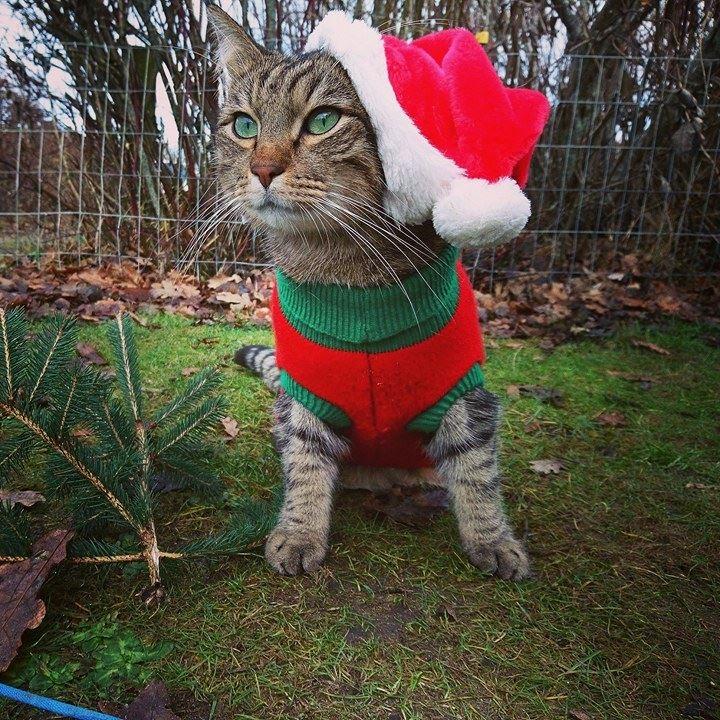 Huskat Ludvig the bulldog billede 19