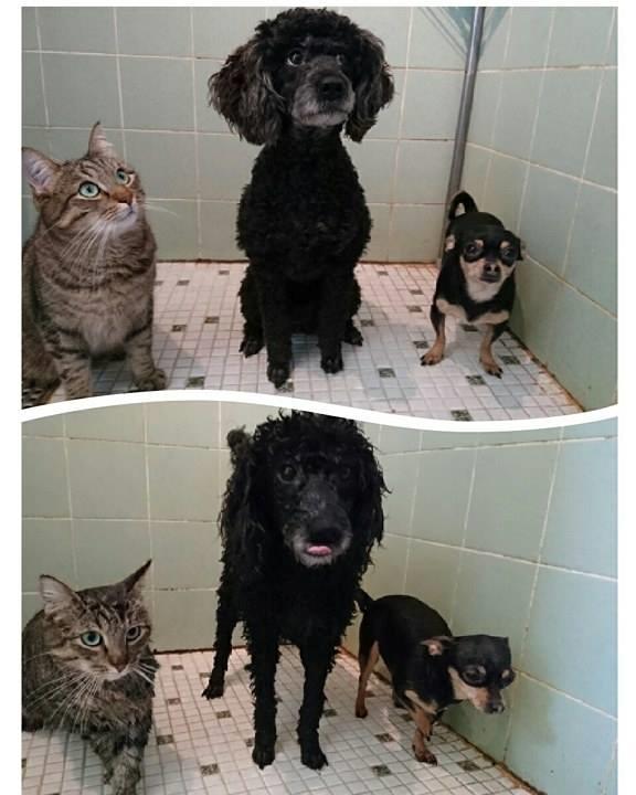 Huskat Ludvig the bulldog billede 15