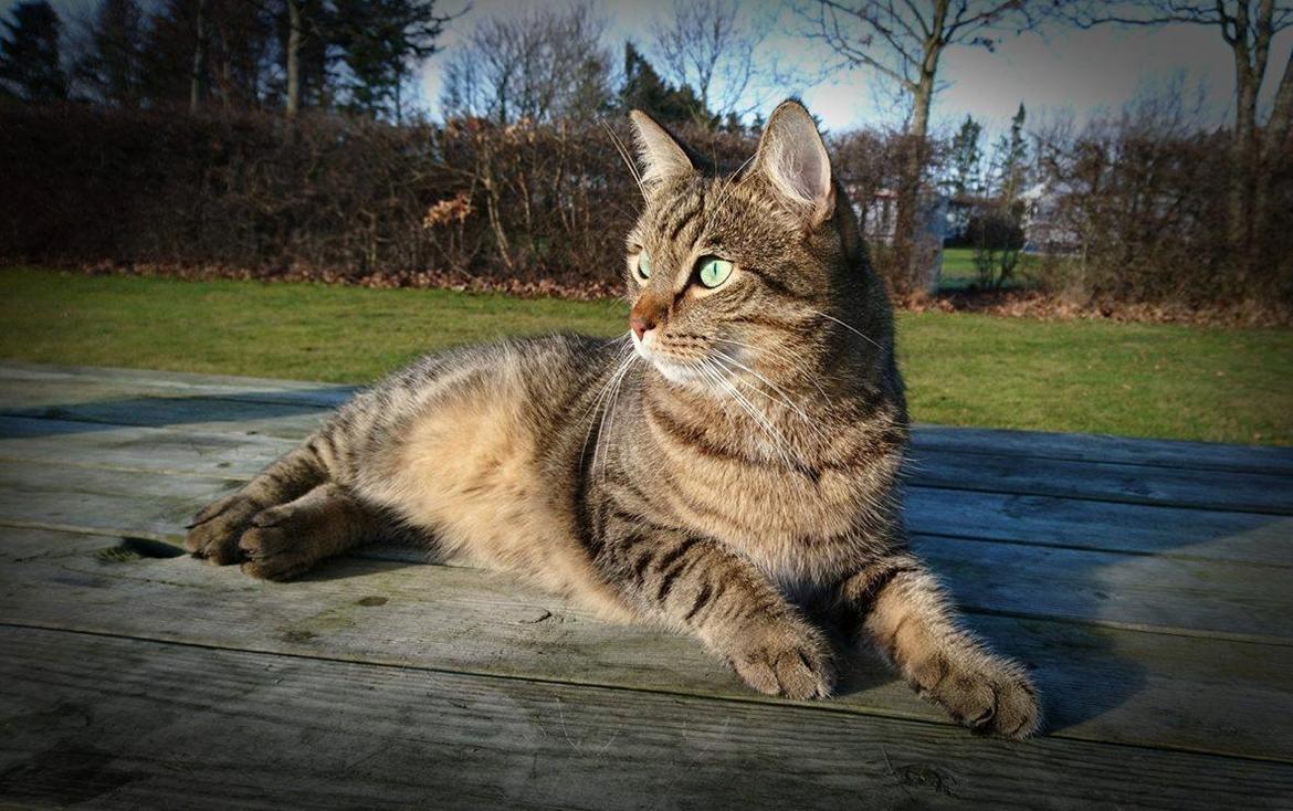 Huskat Ludvig the bulldog billede 10