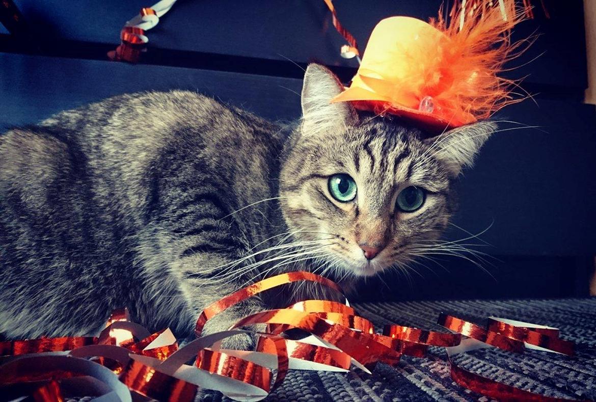 Huskat Ludvig the bulldog billede 12