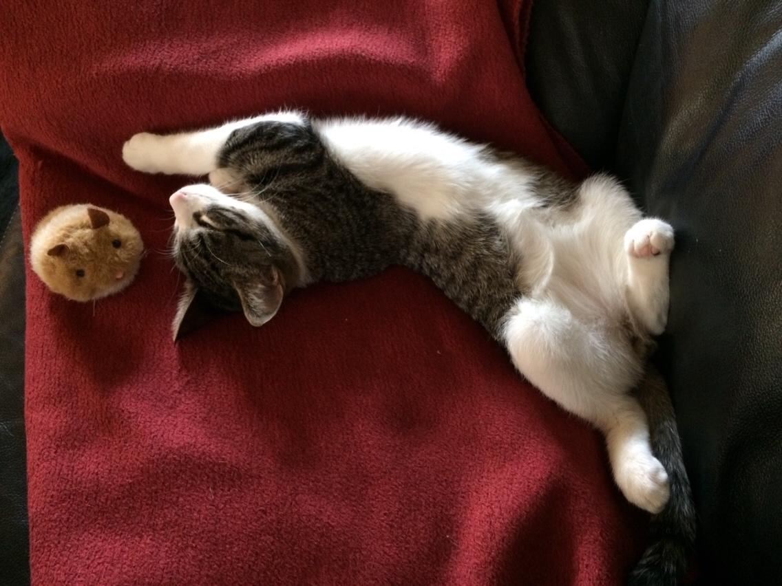 Huskat Villy billede 8