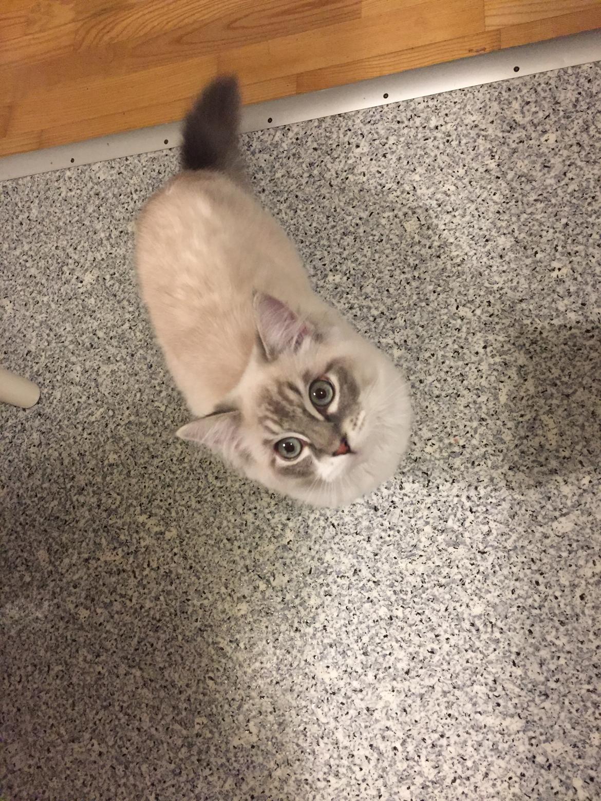 Ragdoll Shady Acres Fairfax billede 18