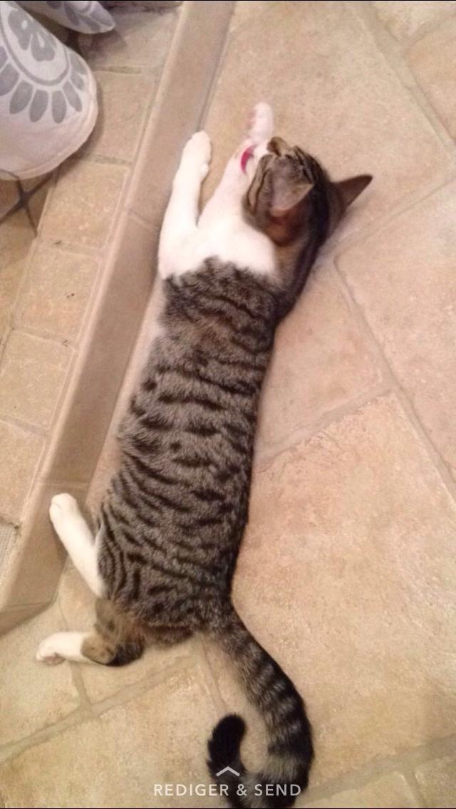 Huskat Mille billede 15