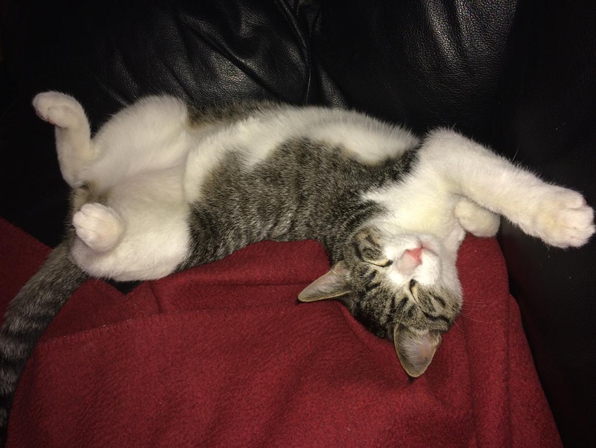 Huskat Villy billede 9