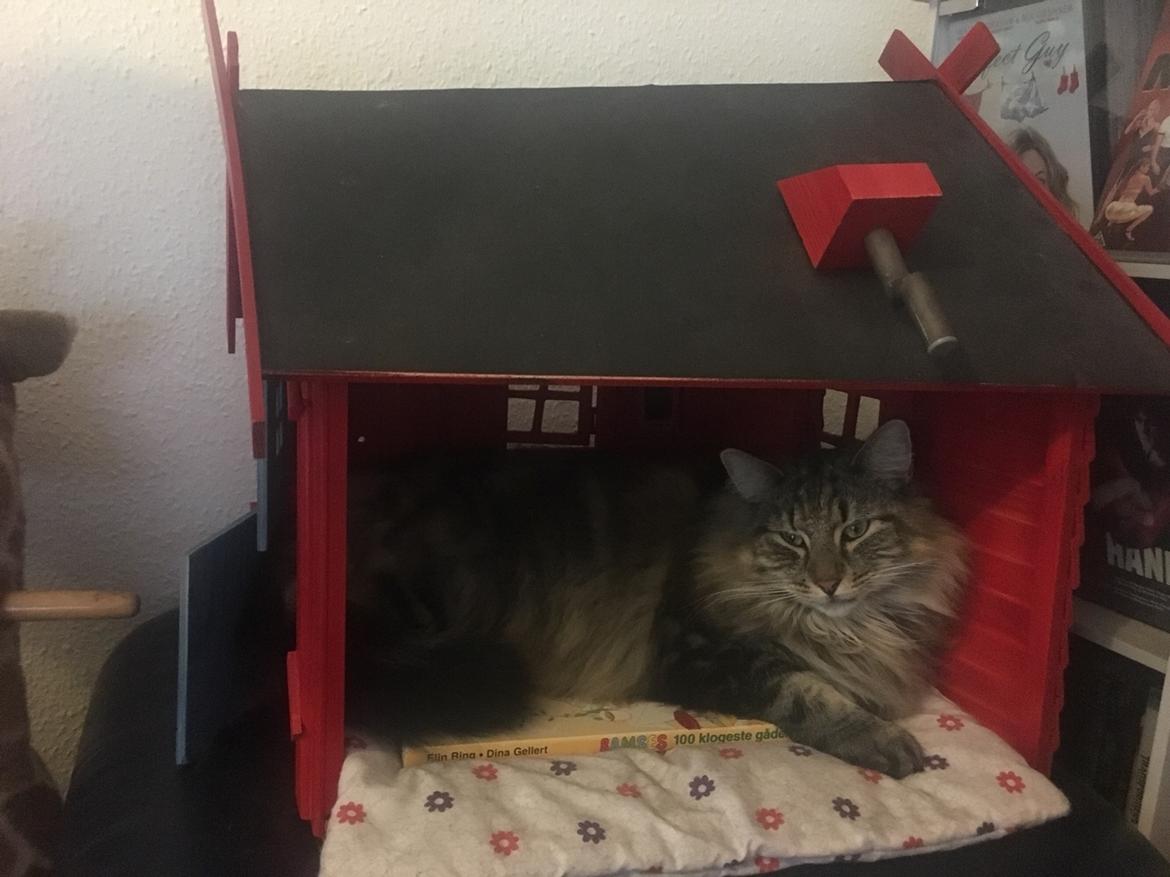 Blanding af racer Hannibal billede 5