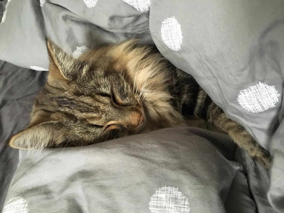 Blanding af racer Hannibal billede 6