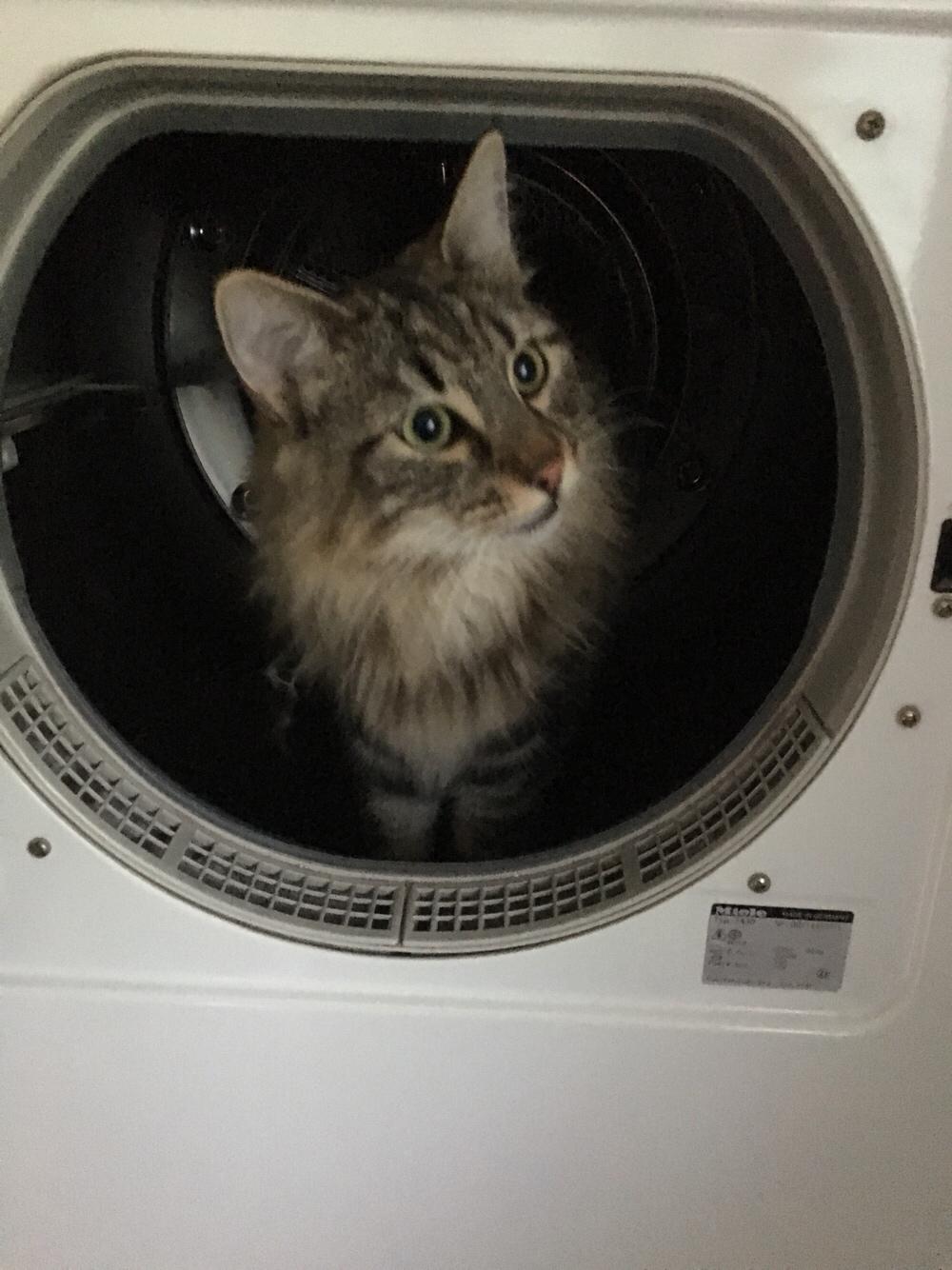 Blanding af racer Hannibal billede 8