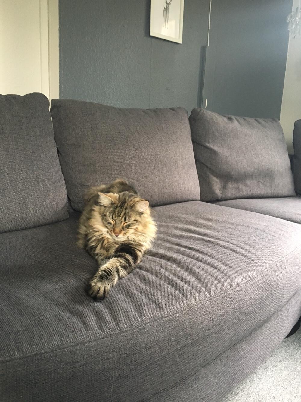 Blanding af racer Hannibal billede 9