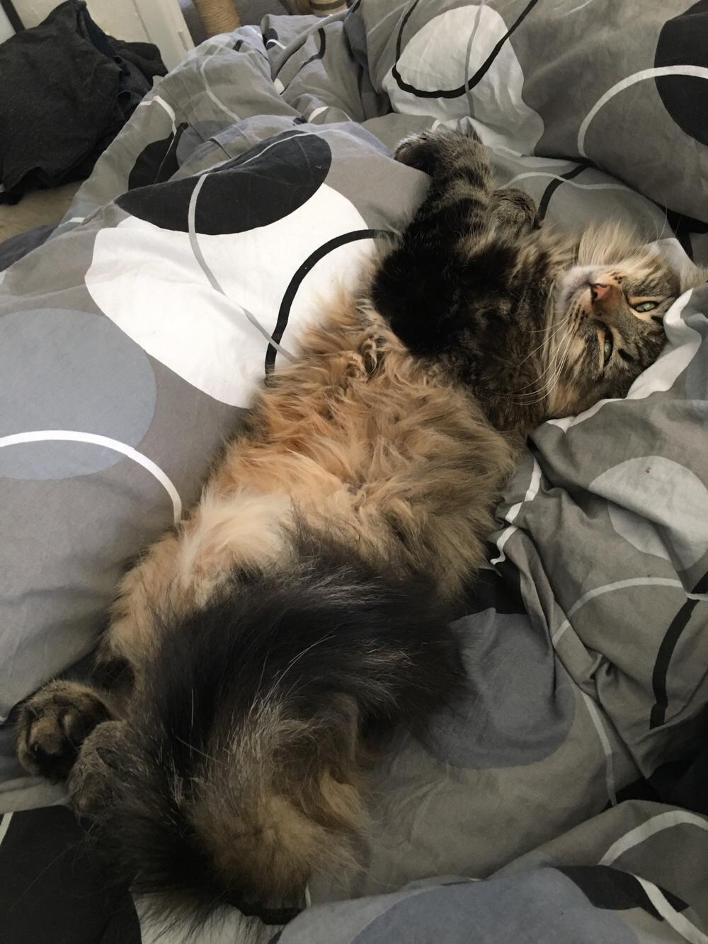 Blanding af racer Hannibal billede 10