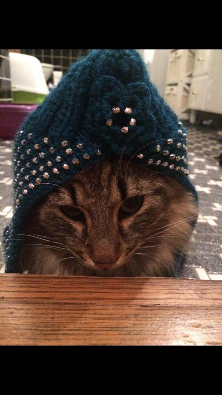 Blanding af racer Hannibal billede 12