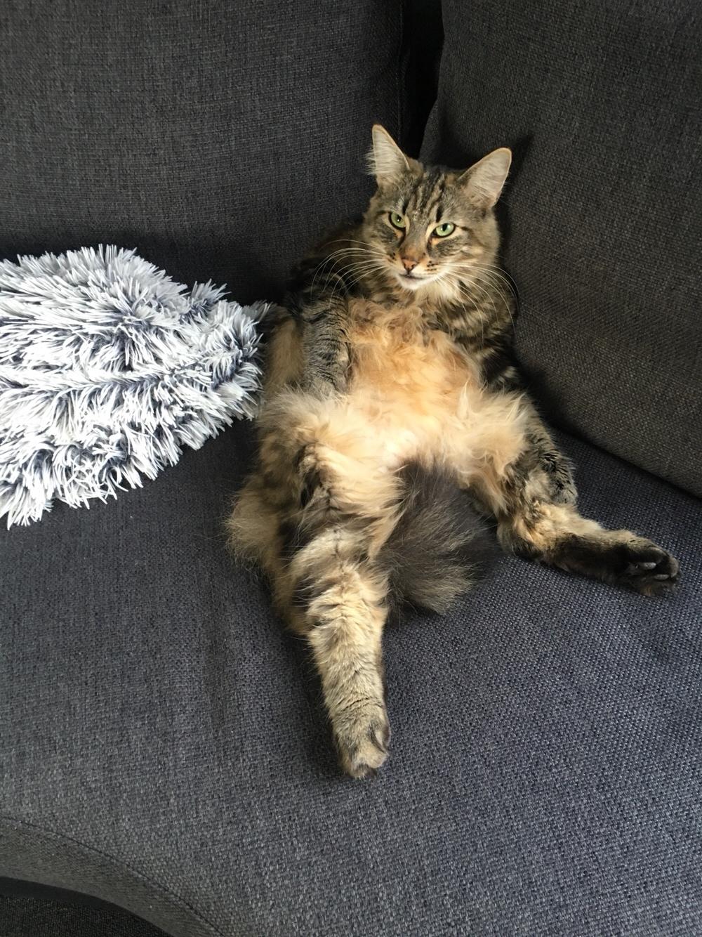 Blanding af racer Hannibal billede 11