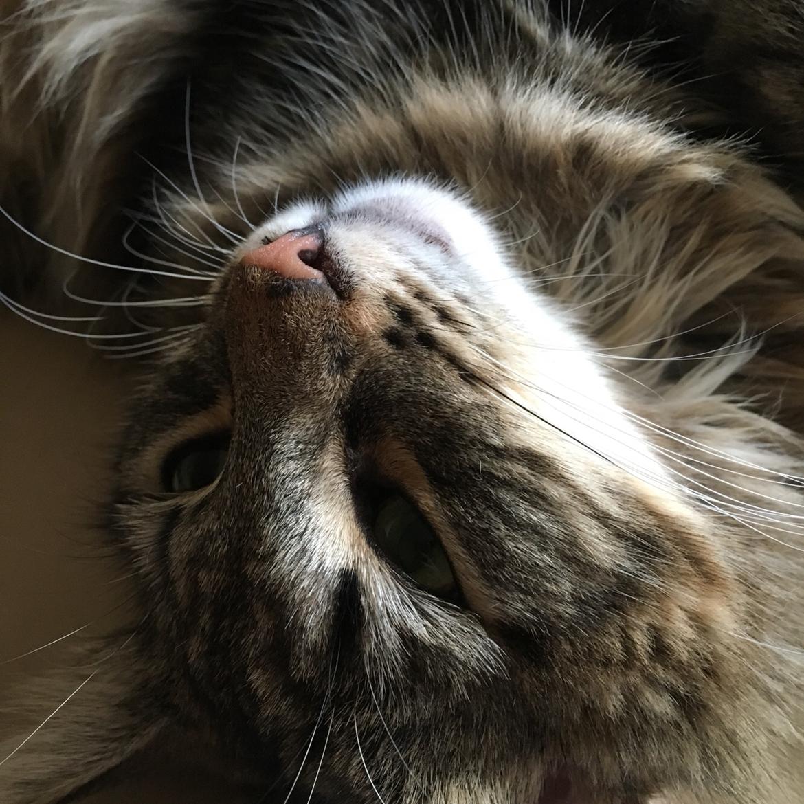 Blanding af racer Hannibal billede 13