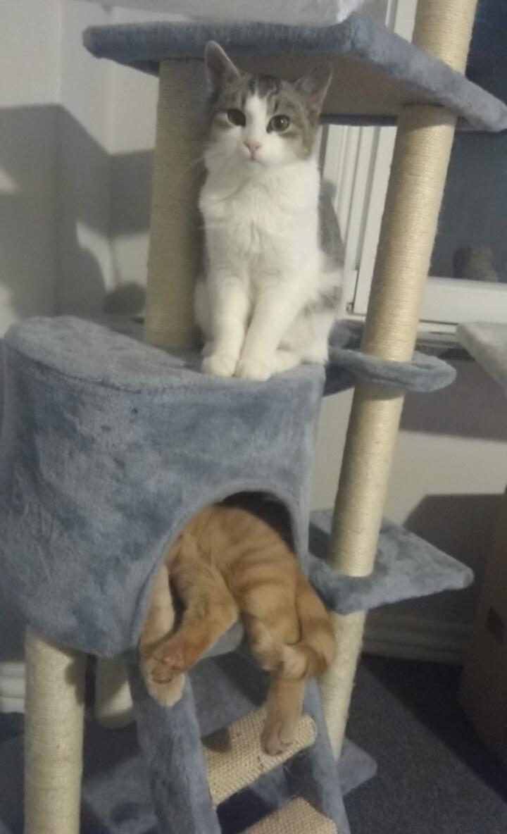 Huskat Malte billede 5