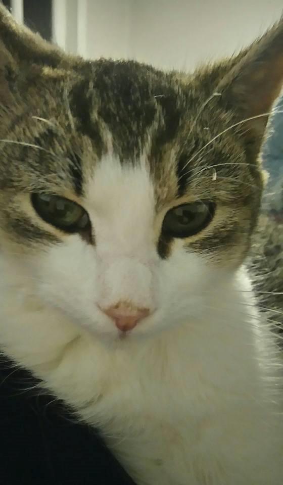 Huskat Malte billede 13