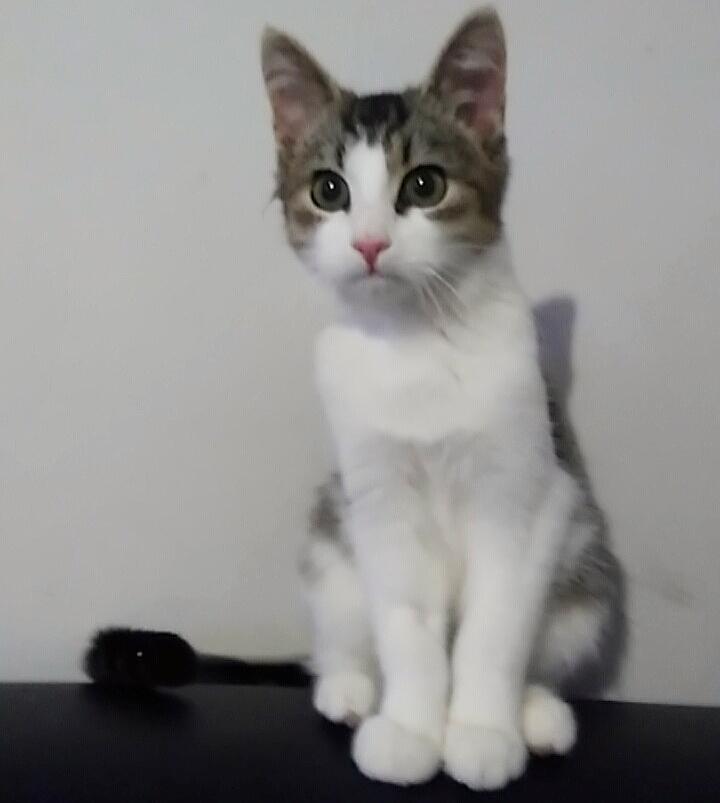 Huskat Malte billede 3