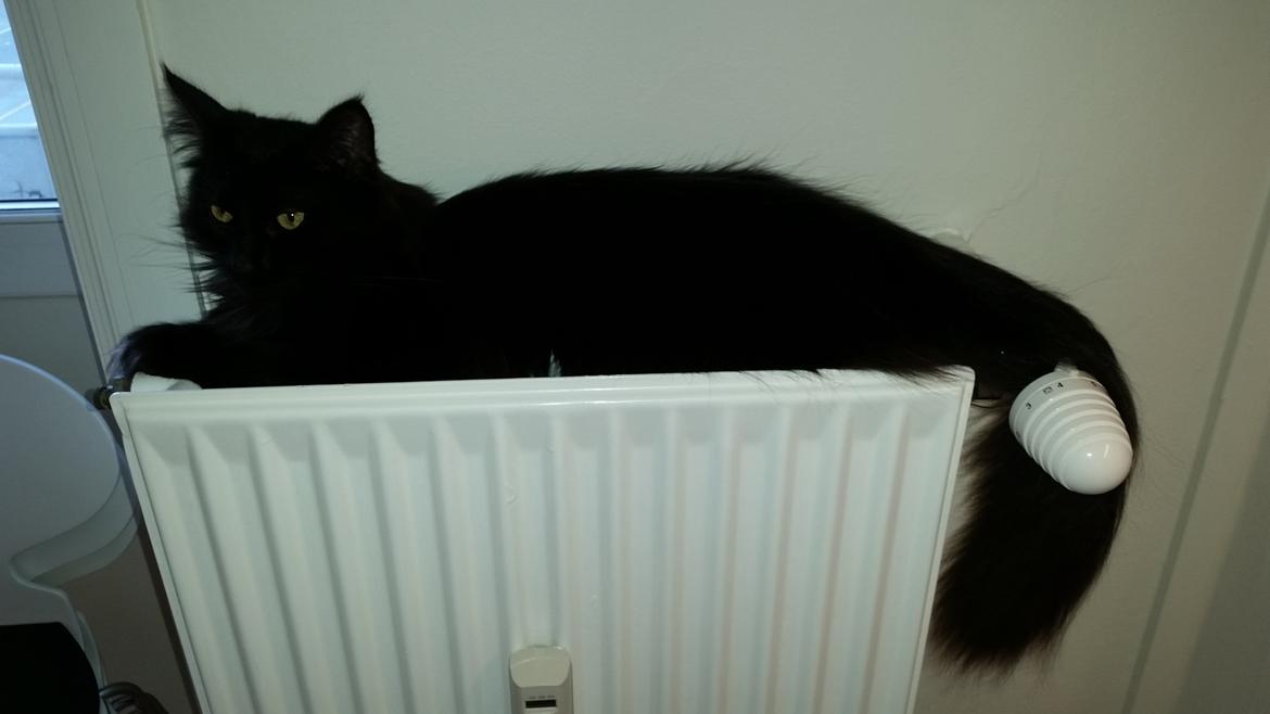 Norsk Skovkat Bibi - Der er ikke noget som en brand varm radiator billede 8