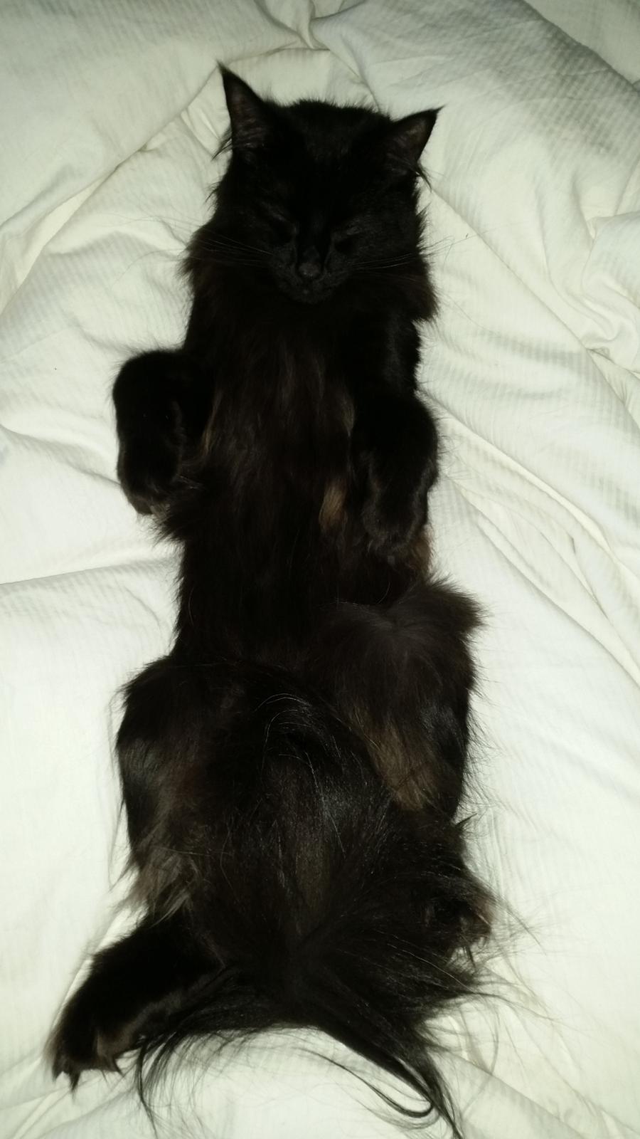 Norsk Skovkat Bibi - Tror jeg har mere energi i morgen billede 11