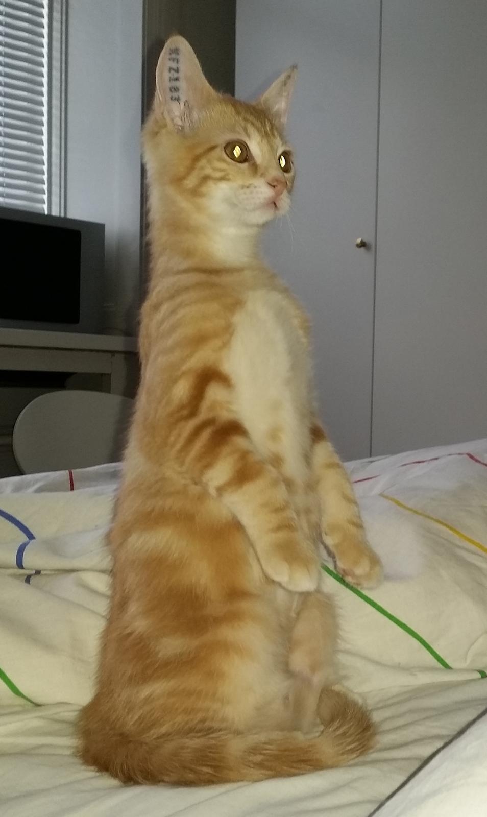 Huskat Carmen - Den lille surrikat billede 3