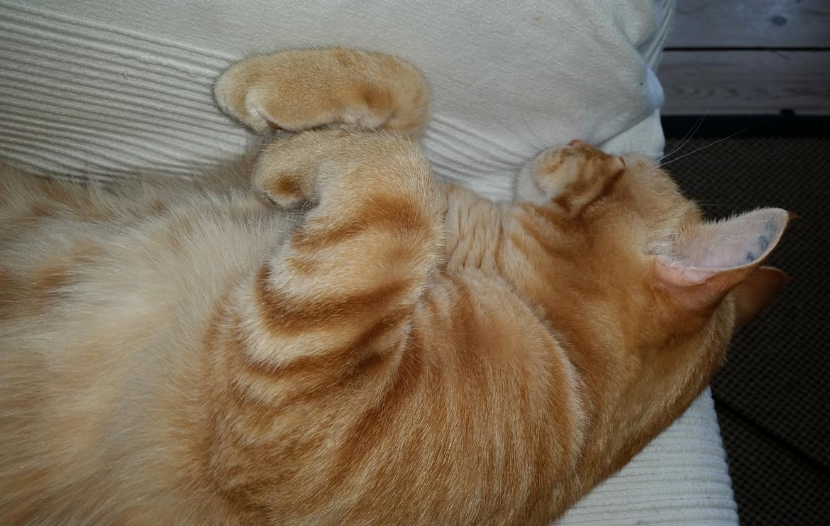 Huskat Carmen billede 8