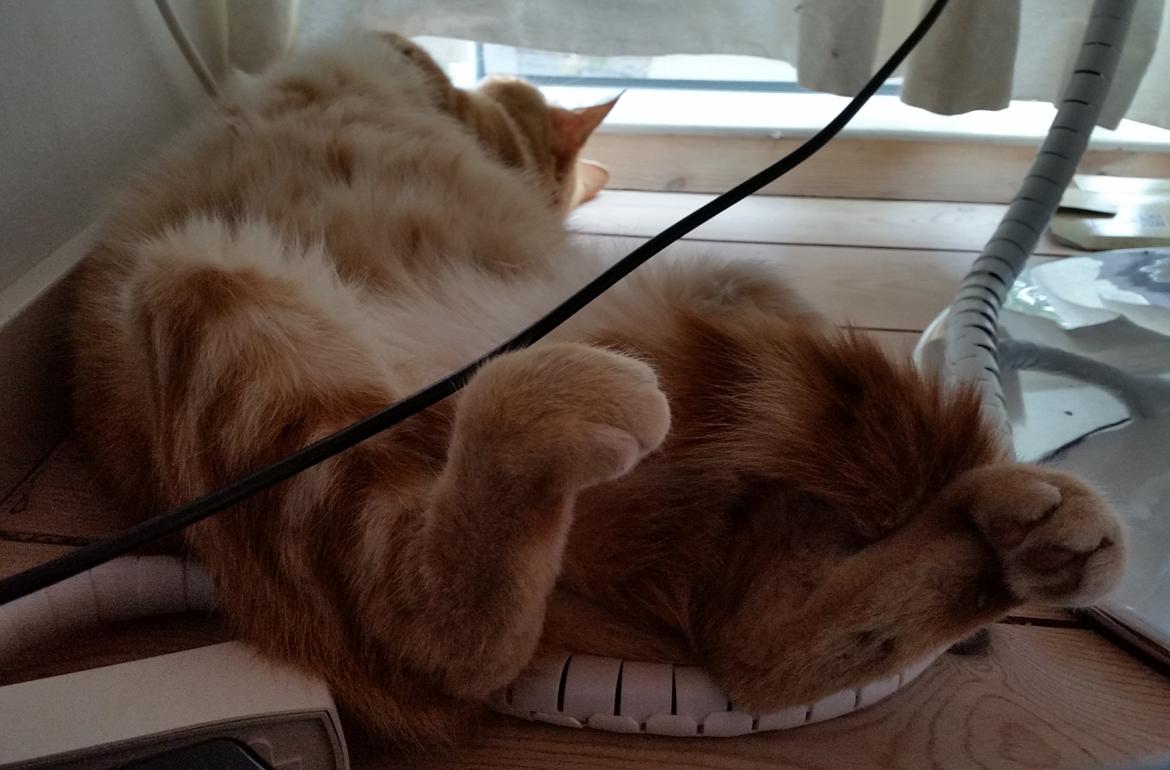 Huskat Carmen - Forsøger at komme i stødet billede 11