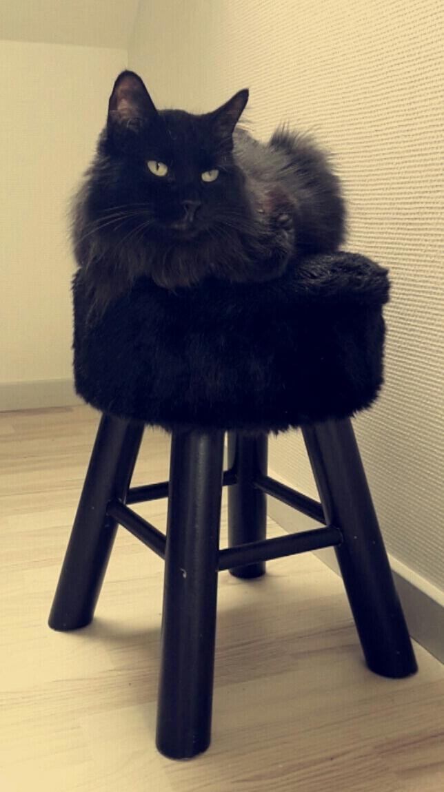 Kurilean Bobtail Beretta iz Dikogo Plemeni [Himmelkat] billede 20