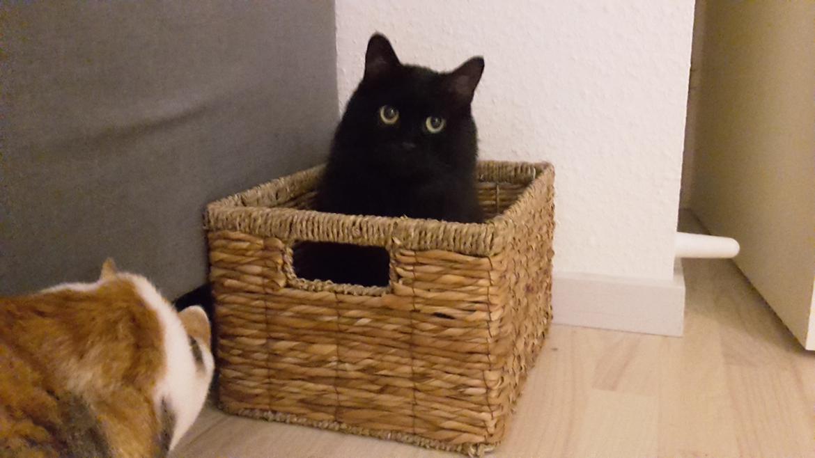 Kurilean Bobtail Beretta iz Dikogo Plemeni [Himmelkat] billede 22