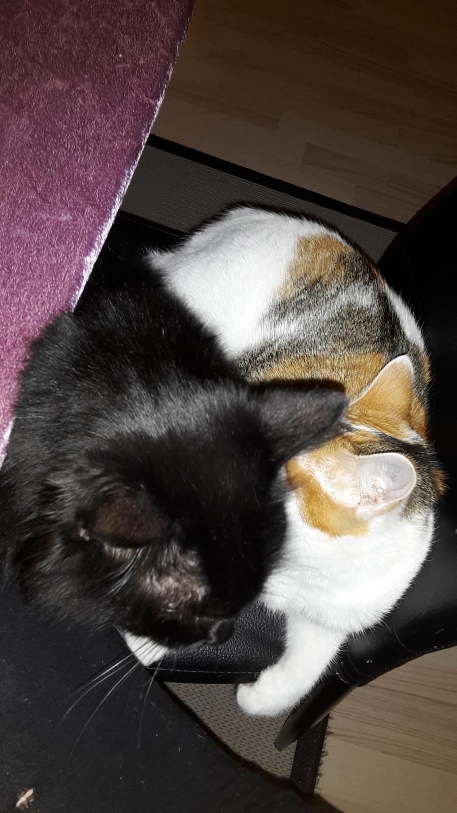 Kurilean Bobtail Beretta iz Dikogo Plemeni [Himmelkat] billede 23