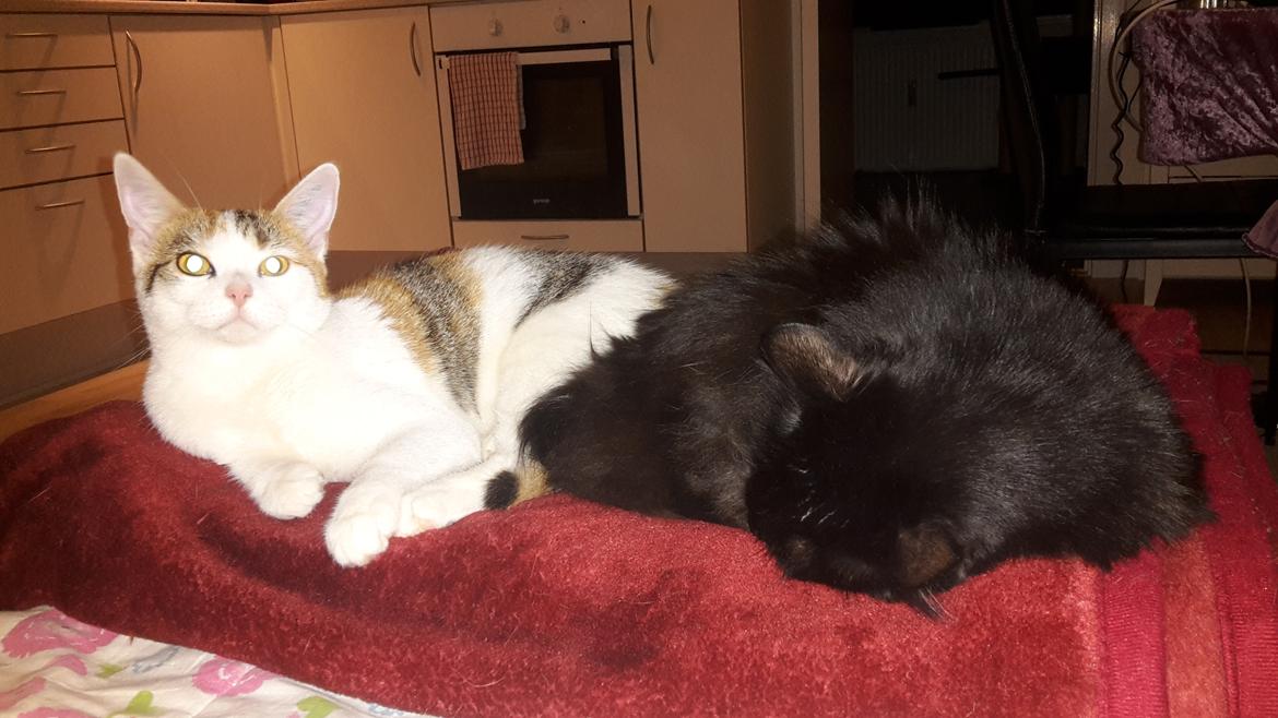 Kurilean Bobtail Beretta iz Dikogo Plemeni [Himmelkat] billede 21