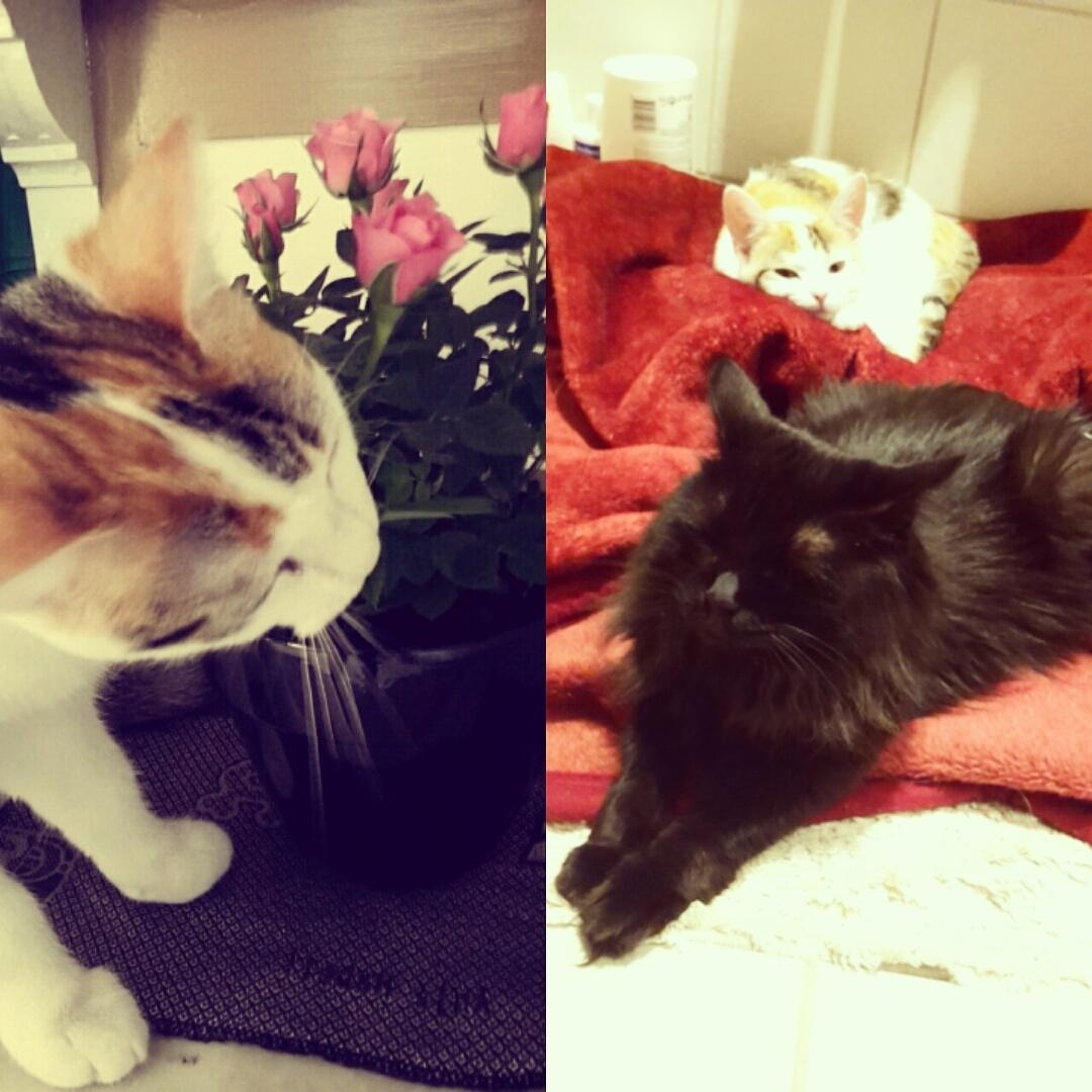 Kurilean Bobtail Beretta iz Dikogo Plemeni [Himmelkat] billede 25