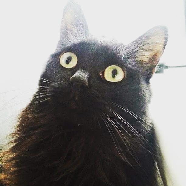 Kurilean Bobtail Beretta iz Dikogo Plemeni [Himmelkat] billede 26